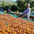 R COFFEE ETIOPIA KEBIR GESHA szemes kávé 250g