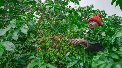 R COFFEE Kenya Finca De Cafe Peaberry specialty szemes kávé (espresso)