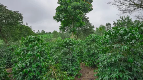 R COFFEE Kenya Finca De Cafe Peaberry specialty szemes kávé (espresso)