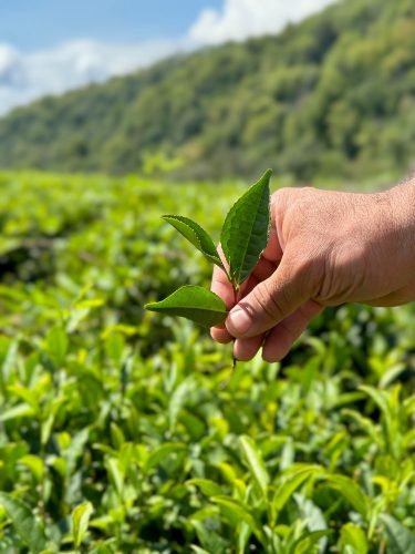 R Matcha Imperium BIO - Culinary Japán mathca 50g