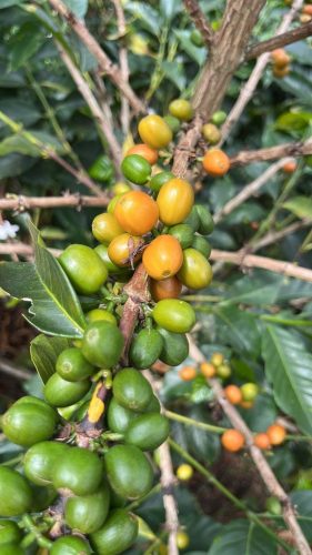 R COFFEE Colombia San Gabriel- Washed specialty szemes kávé250g (filter)