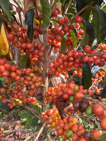 R COFFEE Colombia San Gabriel- Washed specialty szemes kávé250g (filter)