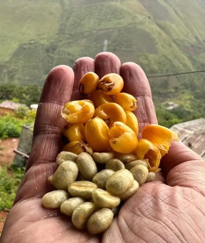 R COFFEE Venezuela Rivero Family – Lara, Humocaro Alto specialty szemes kávé (espresso)