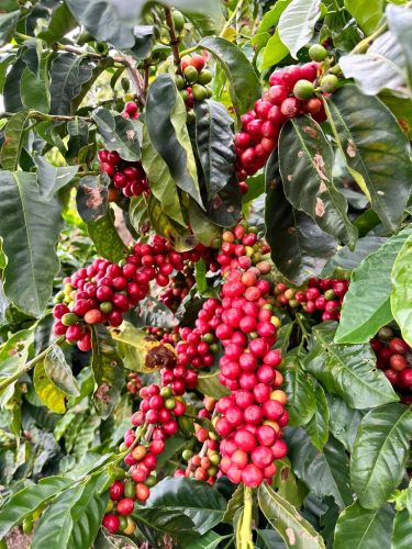 R COFFEE Venezuela Rivero Family – Lara, Humocaro Alto specialty szemes kávé (espresso)