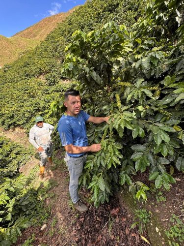 R COFFEE Venezuela Rivero Family – Lara, Humocaro Alto specialty szemes kávé (espresso)