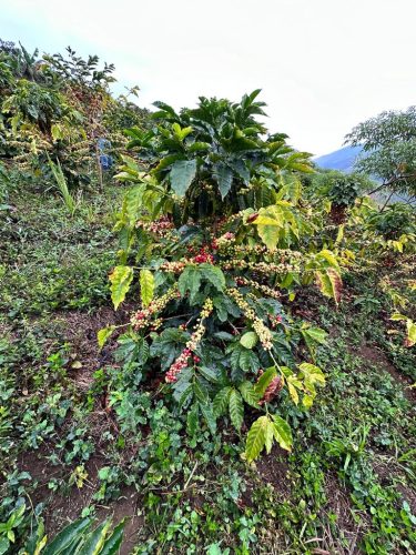 R COFFEE Venezuela Rivero Family – Lara, Humocaro Alto specialty szemes kávé (espresso)