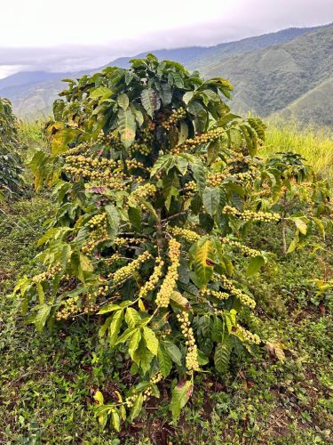 R COFFEE Venezuela Rivero Family – Lara, Humocaro Alto specialty szemes kávé (espresso)