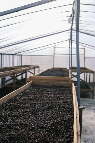 R COFFEE Sumatra Pegasing specialty szemes kávé (espresso)