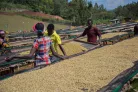 Ethiopia Sidamo Arbegona szemes speciality kávé 500g 