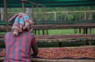 Ethiopia Sidamo Arbegona szemes speciality kávé 250g - TESZT PÖRKÖLÉS