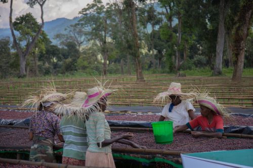Ethiopia Sidamo Arbegona szemes speciality kávé 250g - TESZT PÖRKÖLÉS