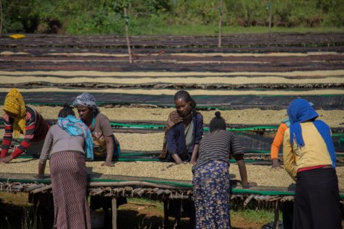 Ethiopia Sidamo Arbegona szemes speciality kávé 250g - TESZT PÖRKÖLÉS