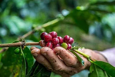 R COFFEE BRAZIL Encanto da Terra speciality szemes kávé 1kg