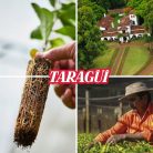Taragüi Tradicionális Yerba Maté tea, 500g
